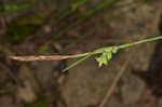 Slender looseflower sedge